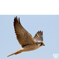 گونه لاچین Lanner Falcon